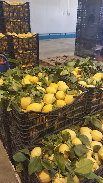 Citricos Malaga S.A.T - CITRIMASAT