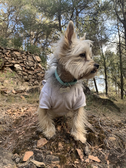 Clínica Veterinària Setelsis