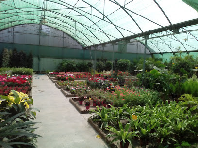 Vivero Boquetillo