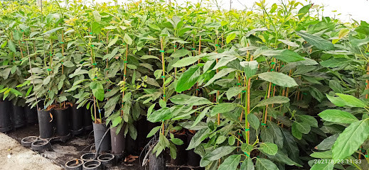 Vivero Salia