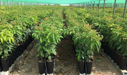 Viveros Royal Plants S.L